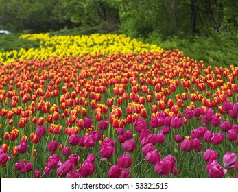 Colorful Tulips On Ottawa Tulip Festival