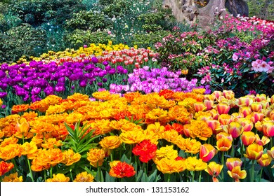 Shutterstock garden flowers