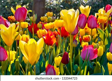 Farbige Tulpen im Park. Frühlingslandschaft.