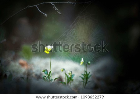 Similar – Image, Stock Photo a yellow and small flower isolated in the field