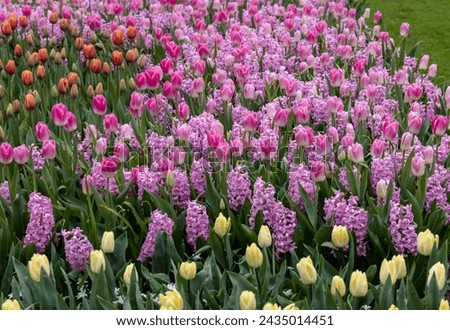 colorful tulips and pink hyacinths blooming in a garden