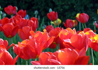 colorful tulips in spring