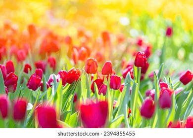 Colorful tulips spring blossoming, bokeh flower background, pastel and soft floral card, selective focus, toned. colorful tulip field with selective focus. Nature flowers background.