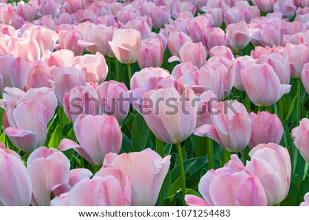 Similar – Image, Stock Photo Tulips red yellow orange purple