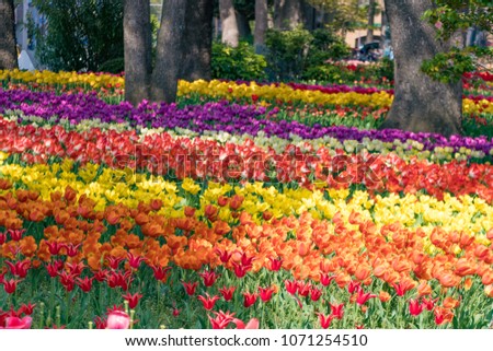 Similar – Image, Stock Photo Tulips red yellow orange purple