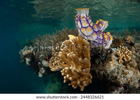 A colorful tunicate, Polycarpa sp., grows on a shallow coral reef in Raja Ampat, Indonesia. This tropical region is known as the heart of the Coral Triangle due to its incredible marine biodiversity.