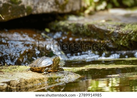 Colorful turtle basks by babbling stream