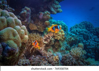 Colorful Underwater background in Red sea