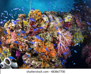 Colorful Underwater Garden On Shipwreck Of Kiyosumi Maru