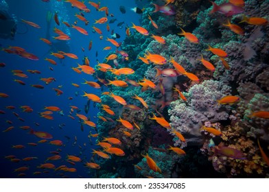 Colorful Underwater Offshore Rocky Reef With Coral And Sponges And Small Tropical Fish Swimming By In A Blue Ocean