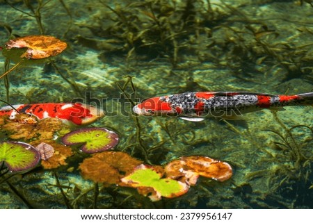 Colorful Varicolored Carp (Nishikigoi) is swimming gracefully in an extremely clear water pond