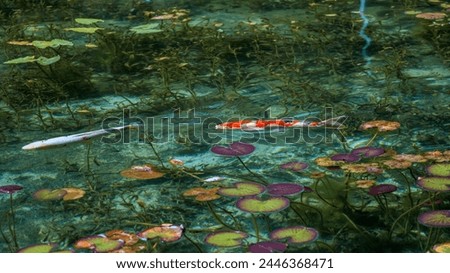 Colorful Varicolored Carp (Nishikigoi) is swimming gracefully in an extremely clear water pond