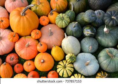 Colorful varieties of pumpkins and squashes. Color gradient background - Shutterstock ID 737857153