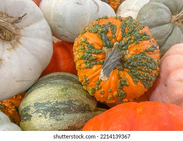  Colorful Varieties Of Pumpkins And Squashes. Different Colors And Textures Of Fall Pumpkins And Squashes. Color Gradient Background.