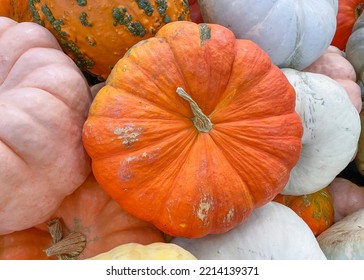  Colorful Varieties Of Pumpkins And Squashes. Different Colors And Textures Of Fall Pumpkins And Squashes. Color Gradient Background.