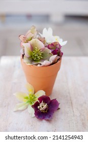colorful variety of beautiful white and pink hellebore flowers in a ceramic pot