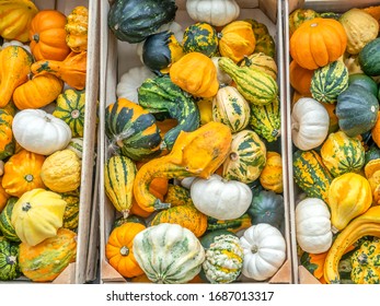 Colorful Variety of Decorative danish Pumpkin