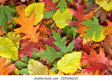 Colorful various autumn fallen leaves on the ground. Yellow, orange, green and red october autumn leaves.