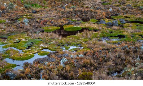 Colorful Vegetation In Los Nevados National Natural Park In Colombia