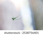 A colorful Venusta Orchard Orbweaver Spider (Leucauge venusta) sitting in its web