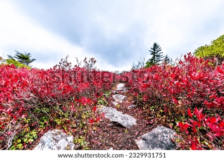 Colorful vibrant red blueberry huckleberry bushes in autumn fall foliage color in Bear Rocks trail at Dolly Sods, West Virginia in October season cloudy sky