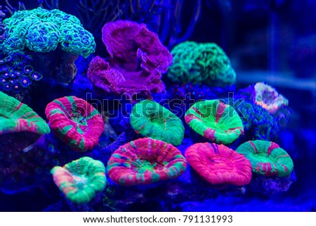 Colorful vibrant Scolymia Brian Coral on live rock