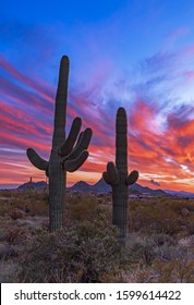 Colorful & Vibrant Sunset Skies with Two Saguaro Cactus in foreground in Scottsdlae, AZ.