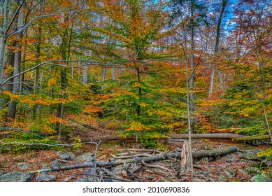 A Colorful View Of A Forest  Close To Cunningham Falls In The Western Maryland Mountains During The Fall Season.