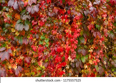 Colorful vine foliage in autumn. Wall covered of red and green ivy in fall. Multicolred leaves background. Red leafs.
