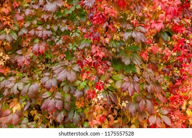 Colorful vine foliage in autumn. Wall covered of red and green ivy in fall. Multicolred leaves background. Red leafs.
