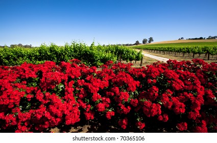 Colorful Vineyard In The Barossa Valley, South Australia