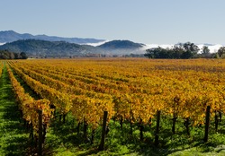 Colorful Vineyards In Napa Valley