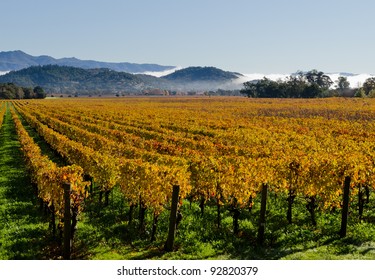 Colorful Vineyards In Napa Valley