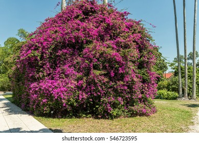 Colorful Violet Magenta Color Tree In Edison And Ford Winter Estates, Fort Myers, Florida.