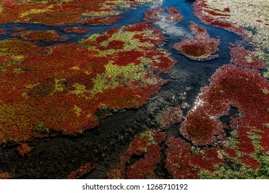 Colorful Water Plants