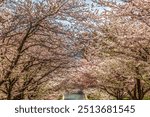 Colorful White Pink Cherry Blossom Trees Street Kenwood Bethesda Maryland