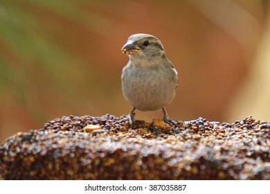 Colorful Wild Bird Eating From A Bird Seed Block Feeder