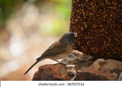 Colorful Wild Bird Eating From A Bird Seed Block Feeder