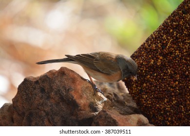 Colorful Wild Bird Eating From A Bird Seed Block Feeder