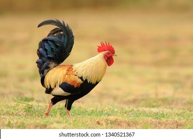 Colorful Wild Chicken In Waimea, Kauai