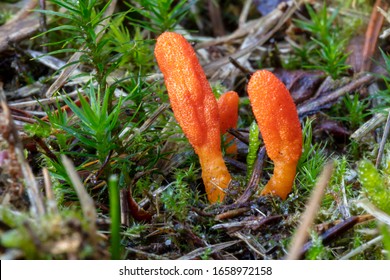 Colorful Wild Cordyceps Militaris Fungus Close-up View