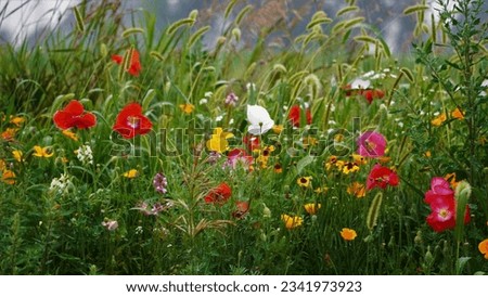 Similar – Foto Bild Mohn in Blumenwiese Natur