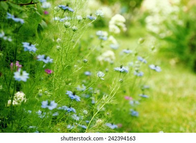 Colorful Wild Flowers In  Summer Garden