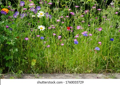 Colorful Wild Meadow Flowers By The Roadside, Natural Flowers In Summer, Bee Pasture, Flowering Strips On The Side Of The Road, Urban Green, City Greening,  Natural Greening Of Front Gardens