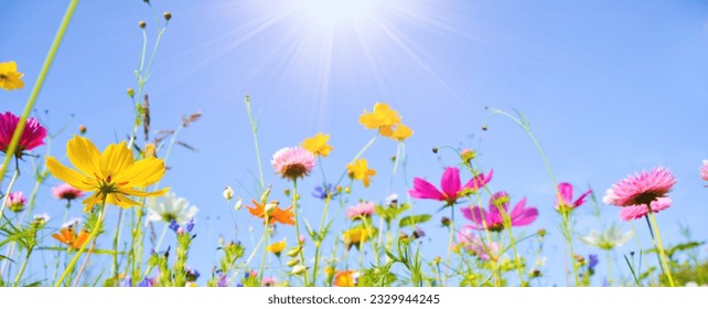 Colorful wildflower meadow with sunshine and blue sky - summer flower meadow - Holiday time in the garden - Shutterstock ID 2329944245