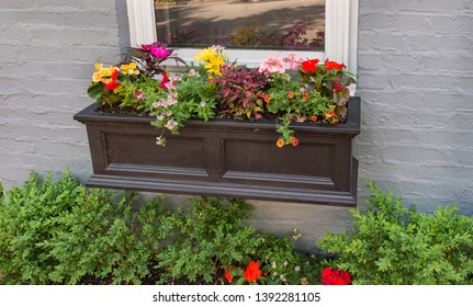 Colorful window box on a home in Washington DC
