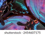 colorful wings of tropical butterflies close-up. abstract ornament of butterfly wings