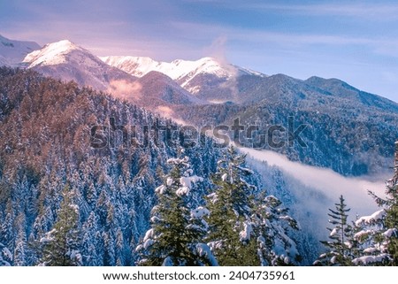 Colorful winter landscape with pink sunset view, pine trees and snow mountain peaks of Pirin, Bulgaria