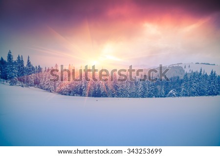 Colorful winter scene in the Carpathian mountains. 