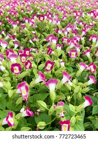 Colorful Wishbone Flower